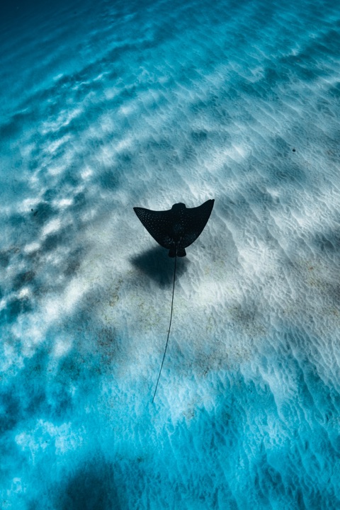 Island Dreams Productions