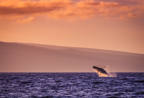 Island Dreams Productions