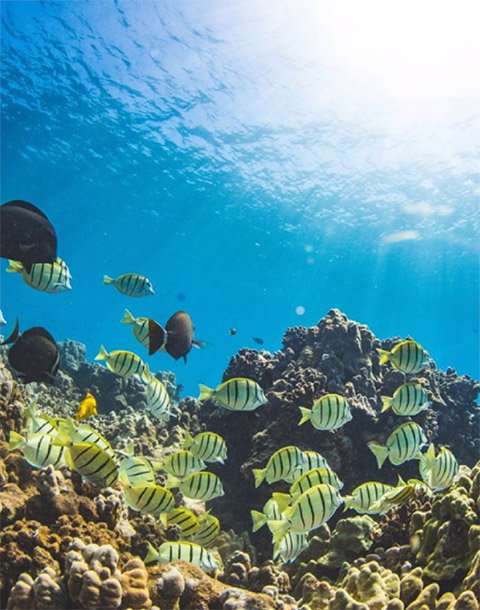 Island Dreams Productions