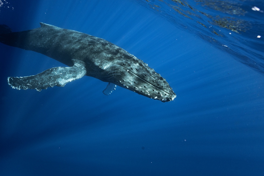 Pac Whale Foundation